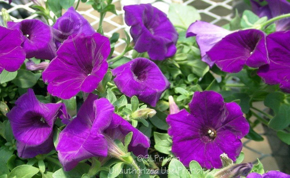 Photo of Multiflora Spreading/Trailing Petunia (Petunia Supertunia® Royal Velvet) uploaded by DaylilySLP