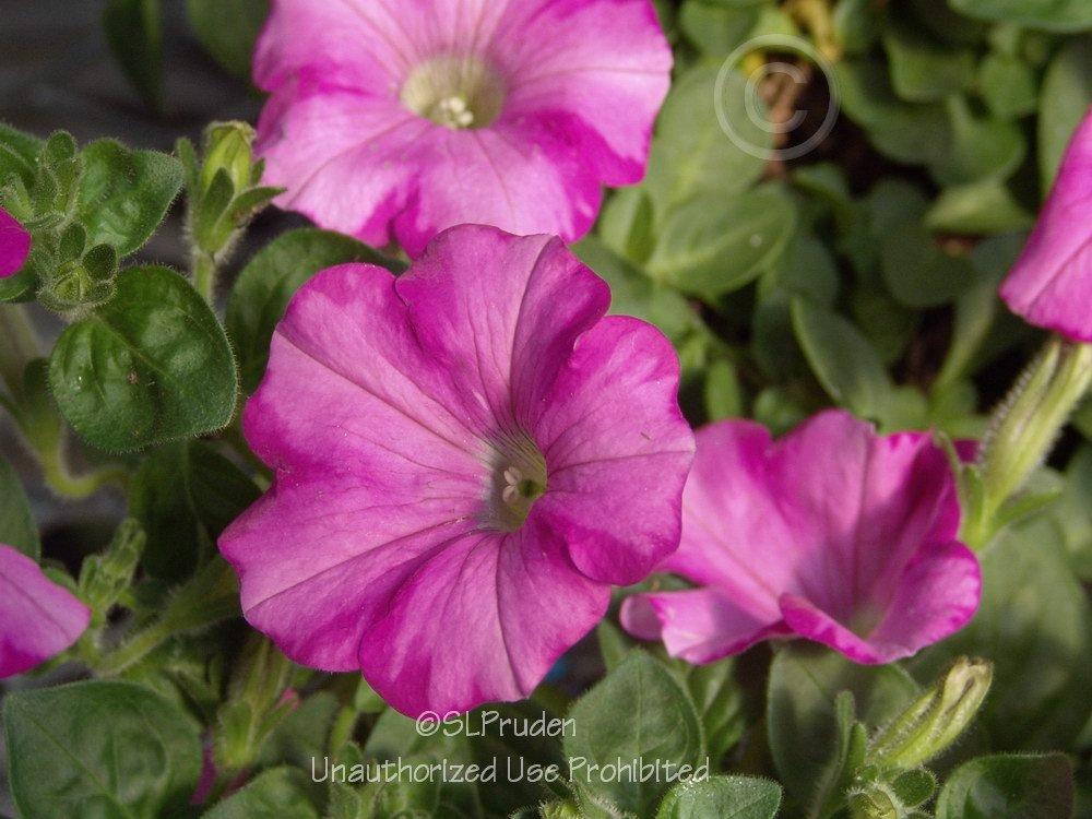 Photo of Multiflora Spreading/Trailing Petunia (Petunia Supertunia® Raspberry Blast) uploaded by DaylilySLP