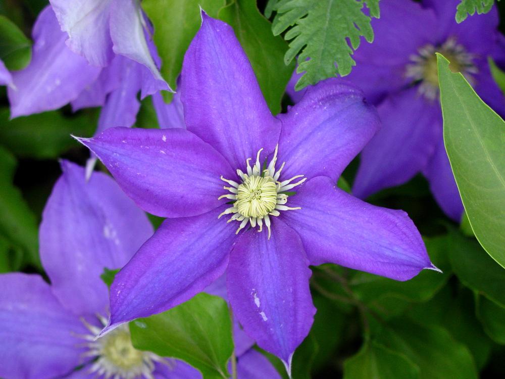 Photo of Clematis 'H.F. Young' uploaded by MaryDurtschi