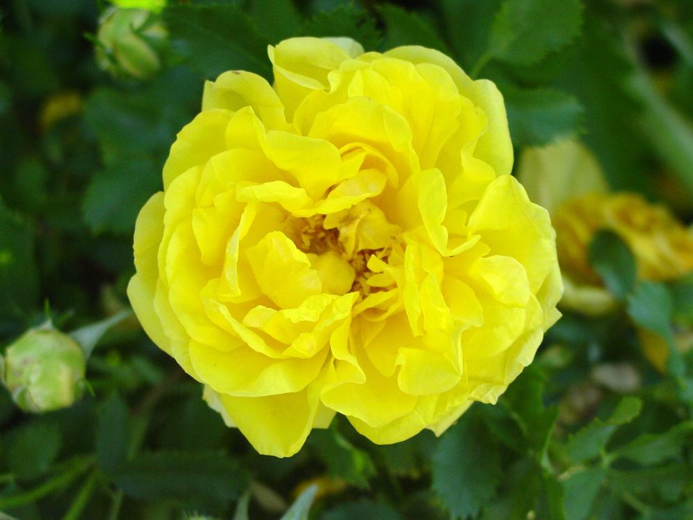 Photo of Species Rose (Rosa foetida f. persiana 'Persian Yellow') uploaded by MaryDurtschi