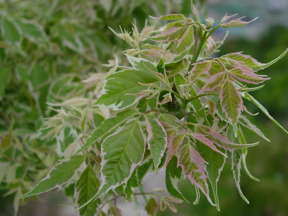 Photo of Ash-Leaved Maple (Acer negundo 'Flamingo') uploaded by MaryDurtschi