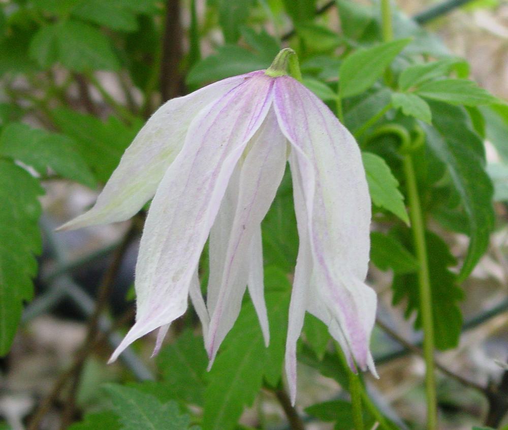 Photo of Clematis (Clematis macropetala 'Markham's Pink') uploaded by MaryDurtschi