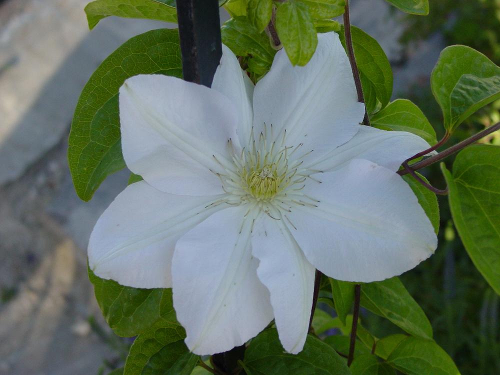 Photo of Clematis (Clematis lanuginosa 'Candida') uploaded by MaryDurtschi