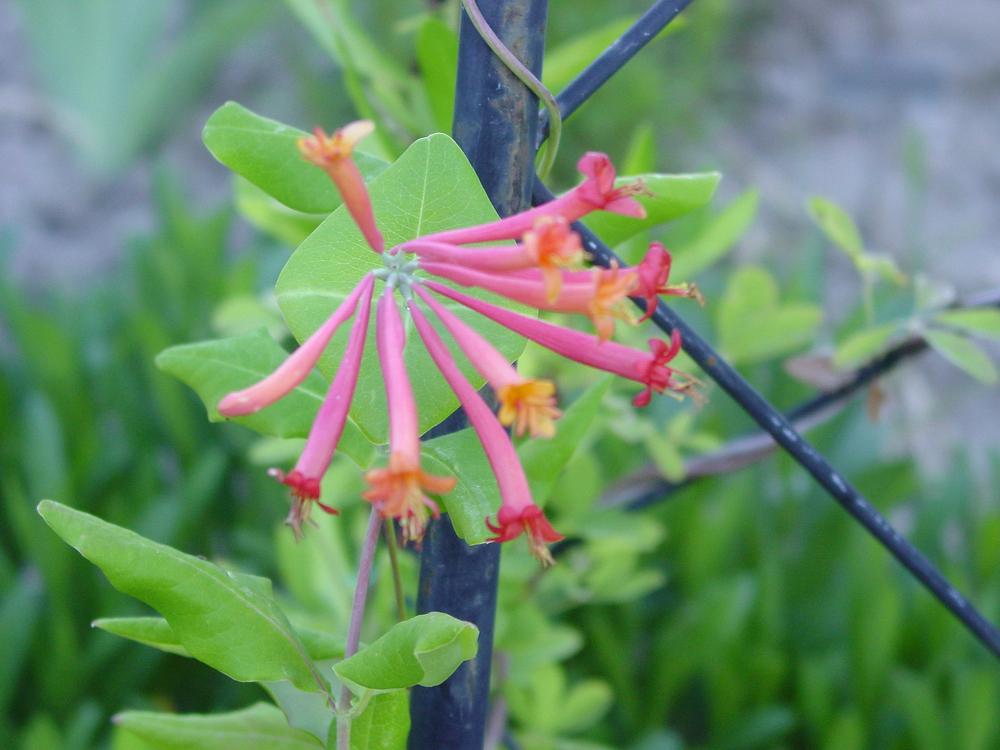 Photo of Coral Honeysuckle (Lonicera sempervirens) uploaded by MaryDurtschi