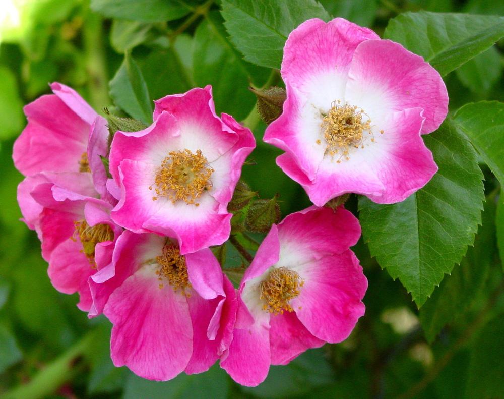 Photo of Rose (Rosa 'American Pillar') uploaded by MaryDurtschi