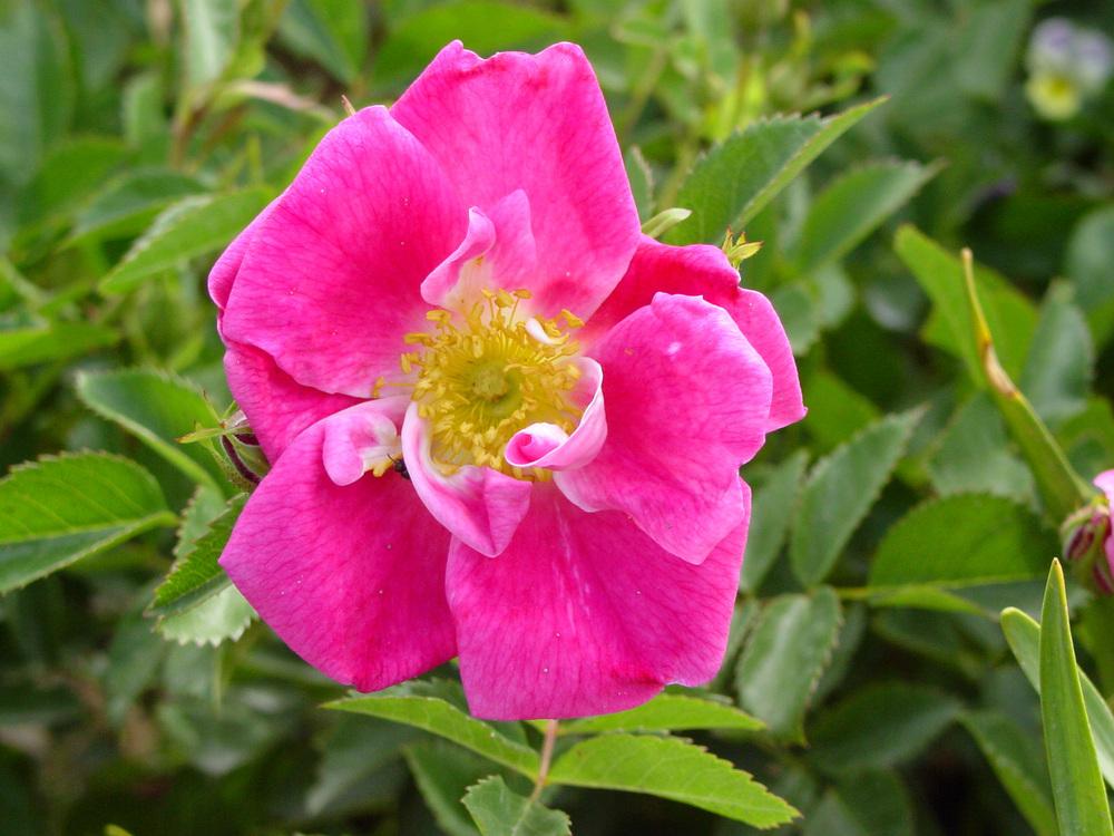 Photo of Rose (Rosa 'William Baffin') uploaded by MaryDurtschi