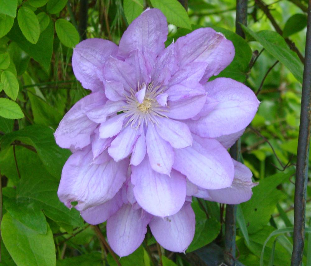Photo of Clematis 'Proteus' uploaded by MaryDurtschi