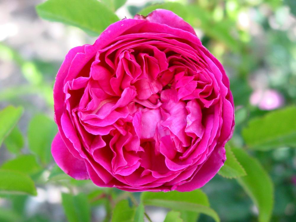 Photo of English Shrub Rose (Rosa 'Othello') uploaded by MaryDurtschi