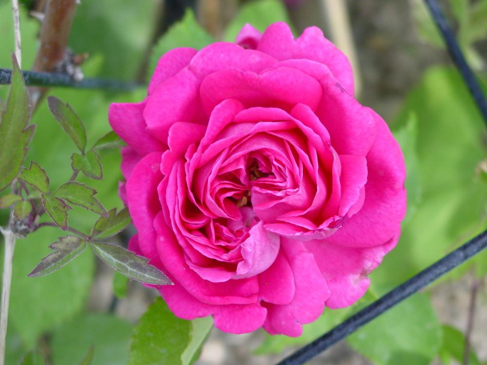 Photo of Rose (Rosa 'Madame Isaac Pereire') uploaded by MaryDurtschi