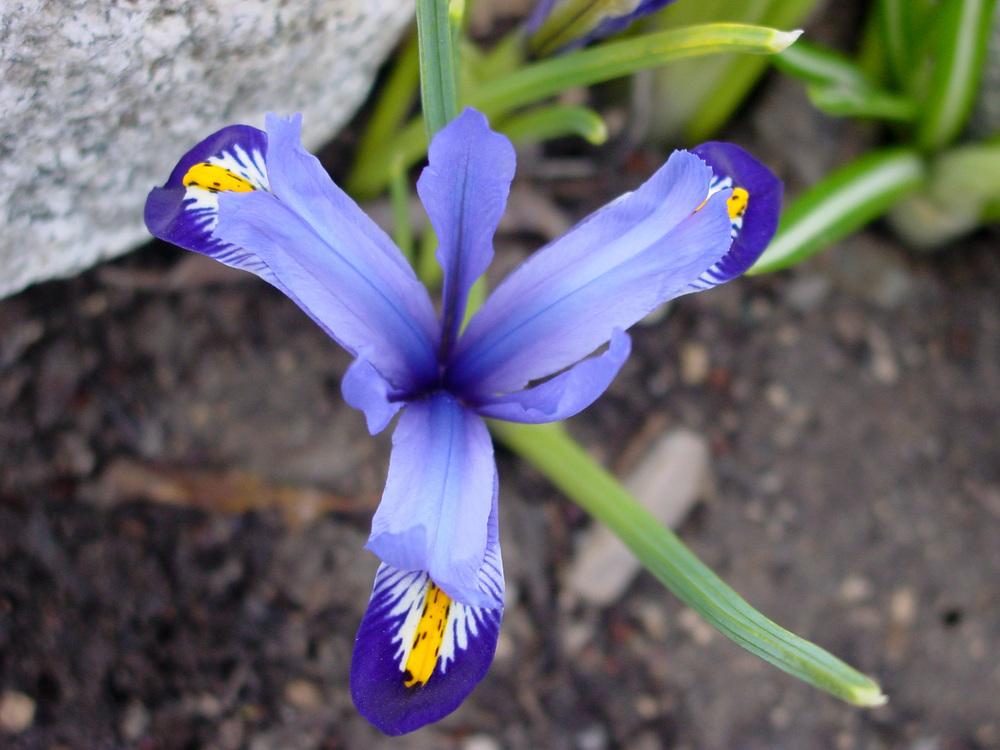 Photo of Reticulated Iris (Iris reticulata 'Gordon') uploaded by MaryDurtschi