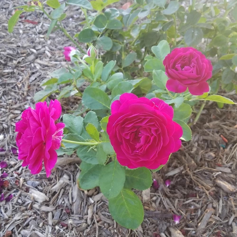 Photo of Rose (Rosa 'Twilight Zone') uploaded by OrganicJen