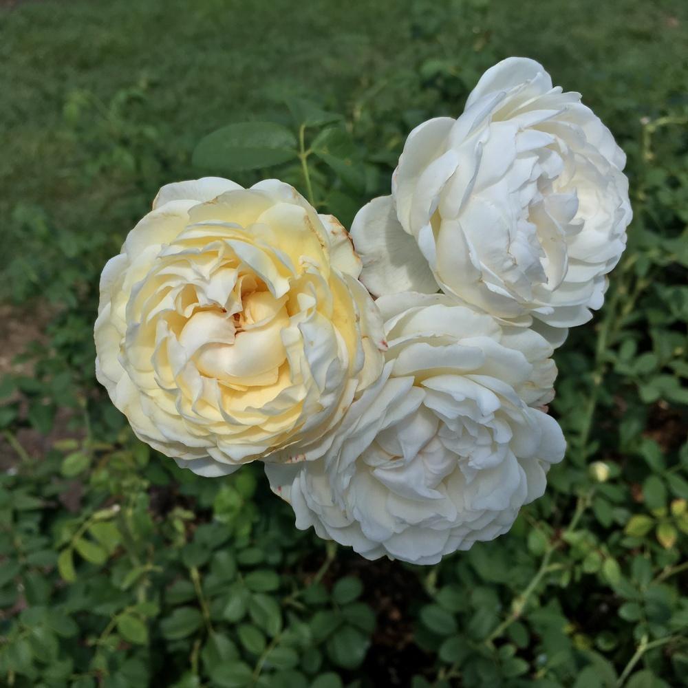 Photo of English Shrub Rose (Rosa 'Claire Austin') uploaded by csandt