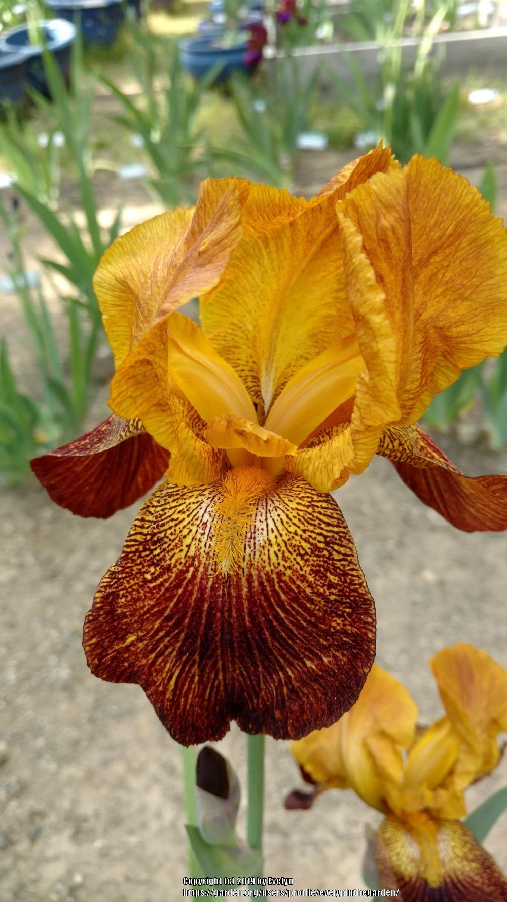 Photo of Tall Bearded Iris (Iris 'Tabasco') uploaded by evelyninthegarden