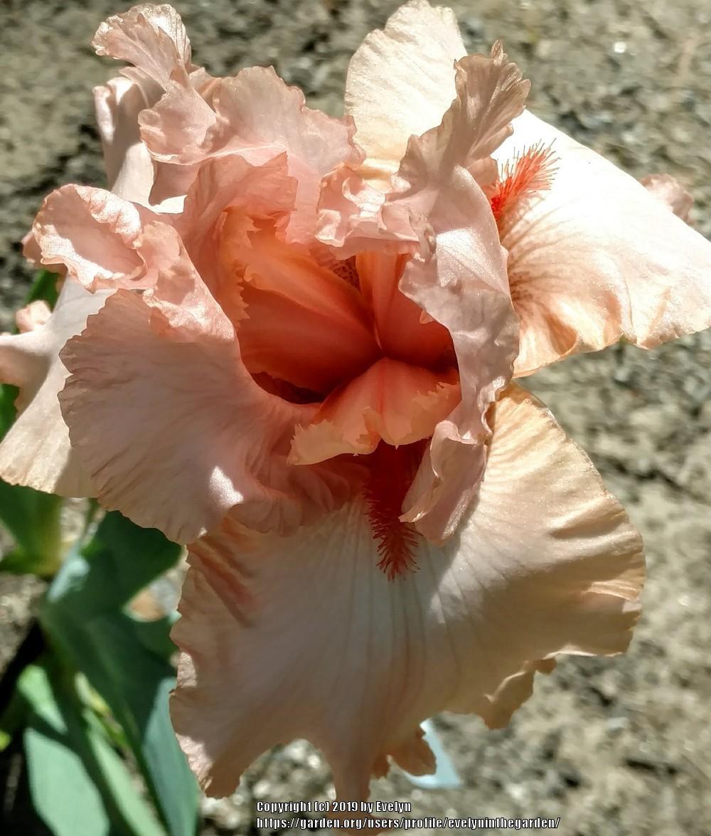 Photo of Tall Bearded Iris (Iris 'Peggy Sue') uploaded by evelyninthegarden