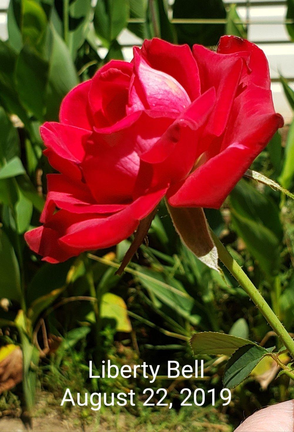 Photo of Rose (Rosa 'Liberty Bell') uploaded by toufm