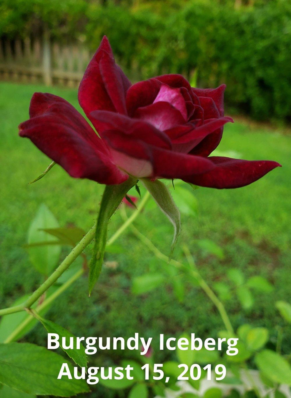 Photo of Rose (Rosa 'Burgundy Iceberg') uploaded by toufm
