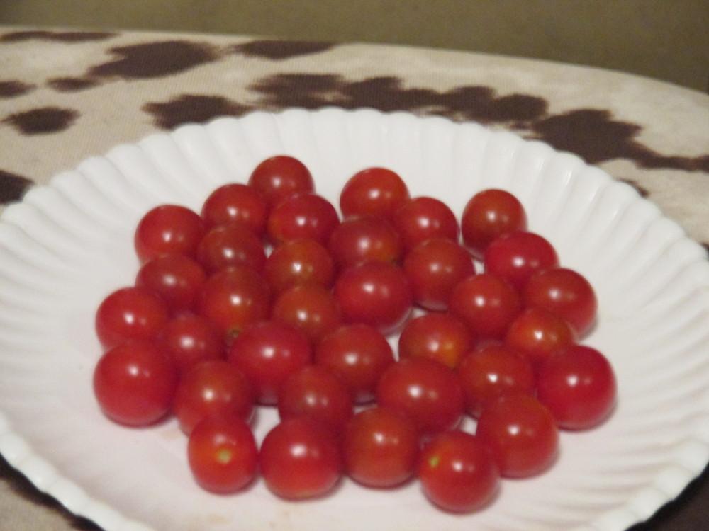 Photo of Tomato (Solanum lycopersicum 'Jasper') uploaded by BetNC