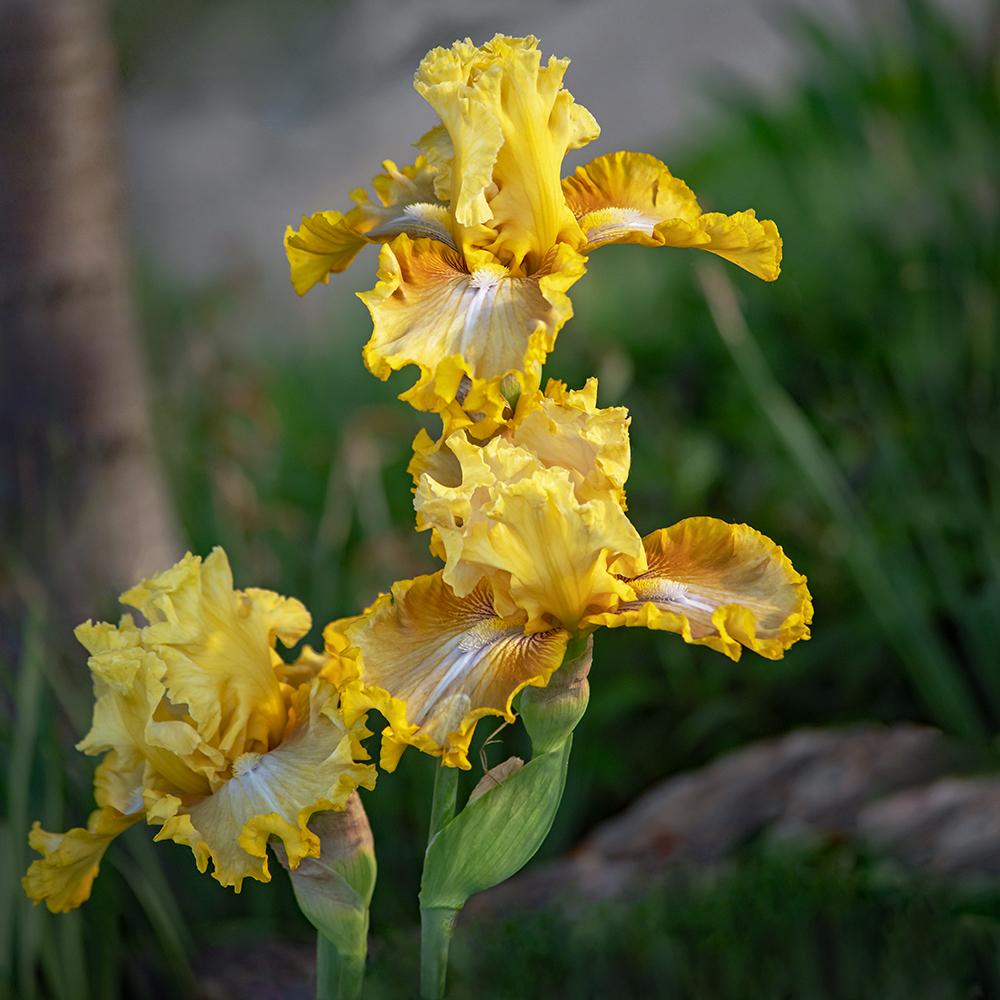 Photo of Tall Bearded Iris (Iris 'Feng Shui') uploaded by dirtdorphins