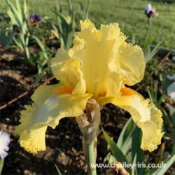 Location: Sussex, UK
Date: early June 2019
Lovely ruffled and fluted iris - bright and cheerful beards, a gr