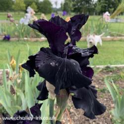 Location: Sussex, UK
Date: late May 2019
Black liquorice velvet - delicious  - prolific flowering.