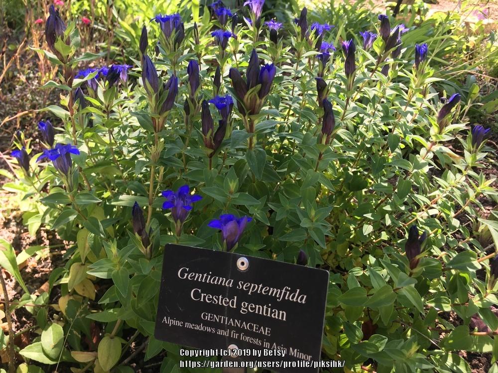 Photo of Crested Gentian (Gentiana septemfida) uploaded by piksihk