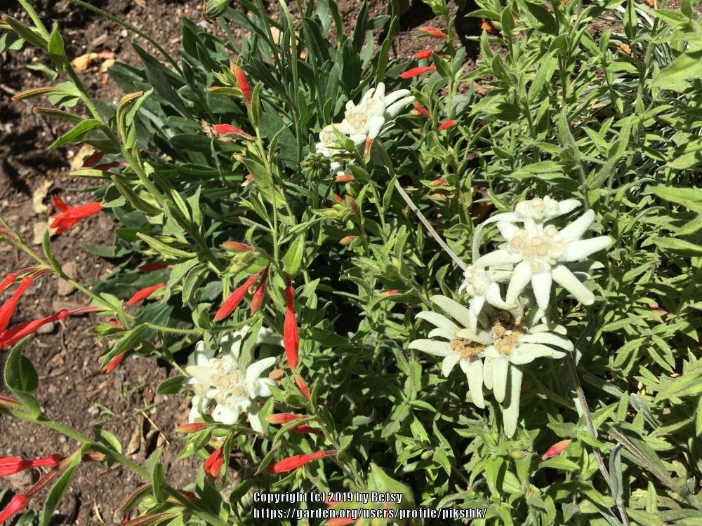 Photo of Edelweiss (Leontopodium nivale subsp. alpinum) uploaded by piksihk