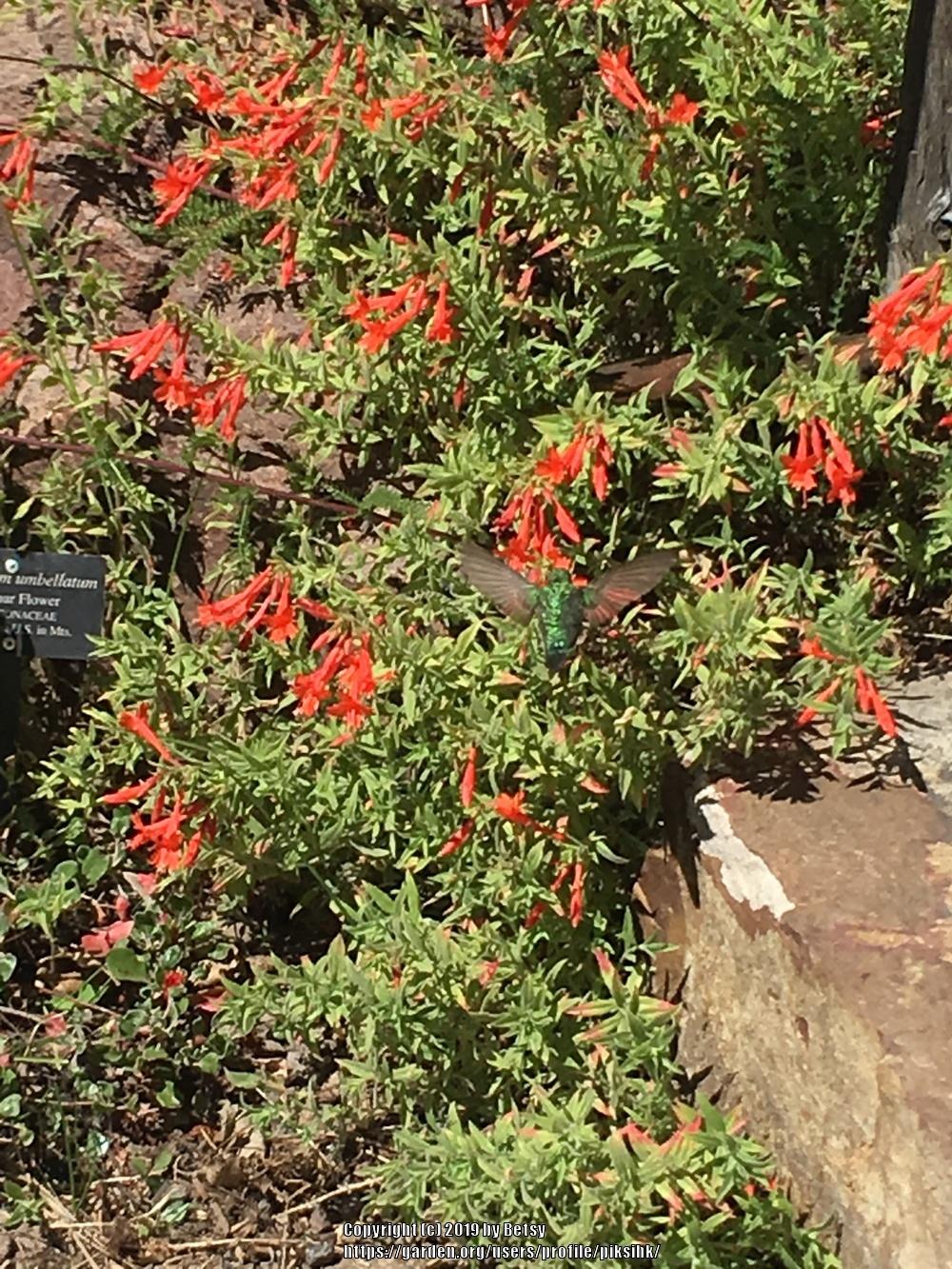 Photo of California Fuchsia (Epilobium canum subsp. garrettii Orange Carpet®) uploaded by piksihk