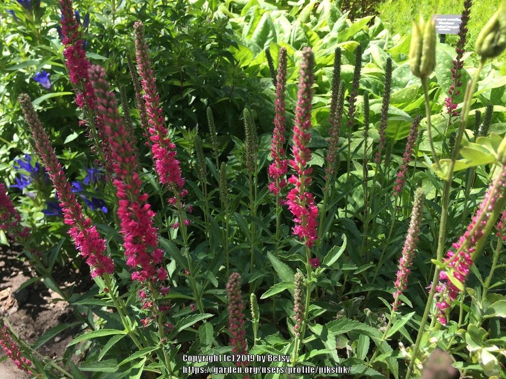 Photo of Spike Speedwell (Veronica spicata 'Red Fox') uploaded by piksihk