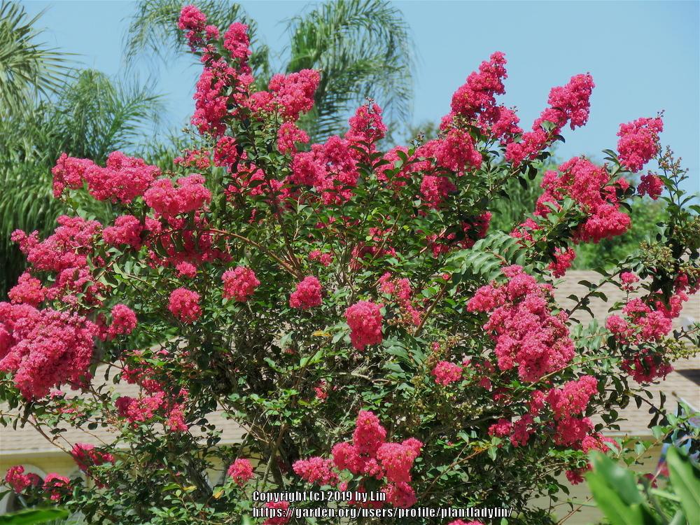 Photo of Crepe Myrtles (Lagerstroemia) uploaded by plantladylin