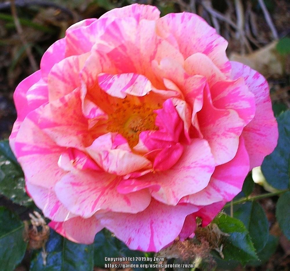 Photo of Rose (Rosa 'Frida Kahlo') uploaded by zuzu
