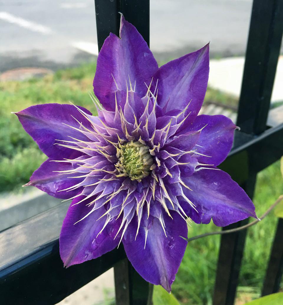 Photo of Clematis 'Multi Blue' uploaded by MaryDurtschi
