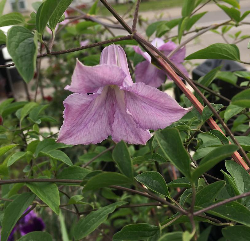 Photo of Clematis (Clematis viticella 'Betty Corning') uploaded by MaryDurtschi