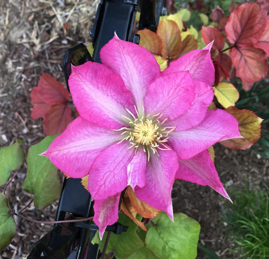 Photo of Clematis 'Asao' uploaded by MaryDurtschi