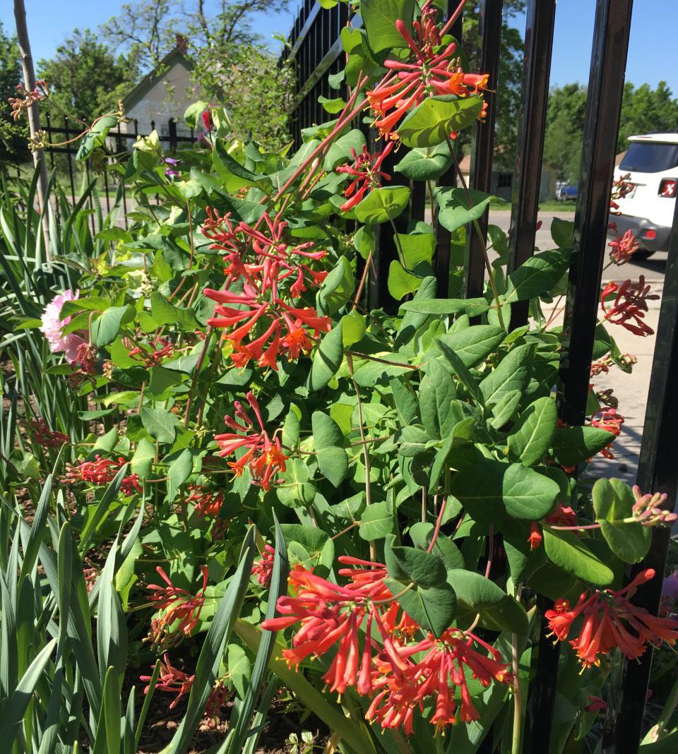 Photo of Brown's Honeysuckle (Lonicera ciliosa 'Dropmore Scarlet') uploaded by MaryDurtschi