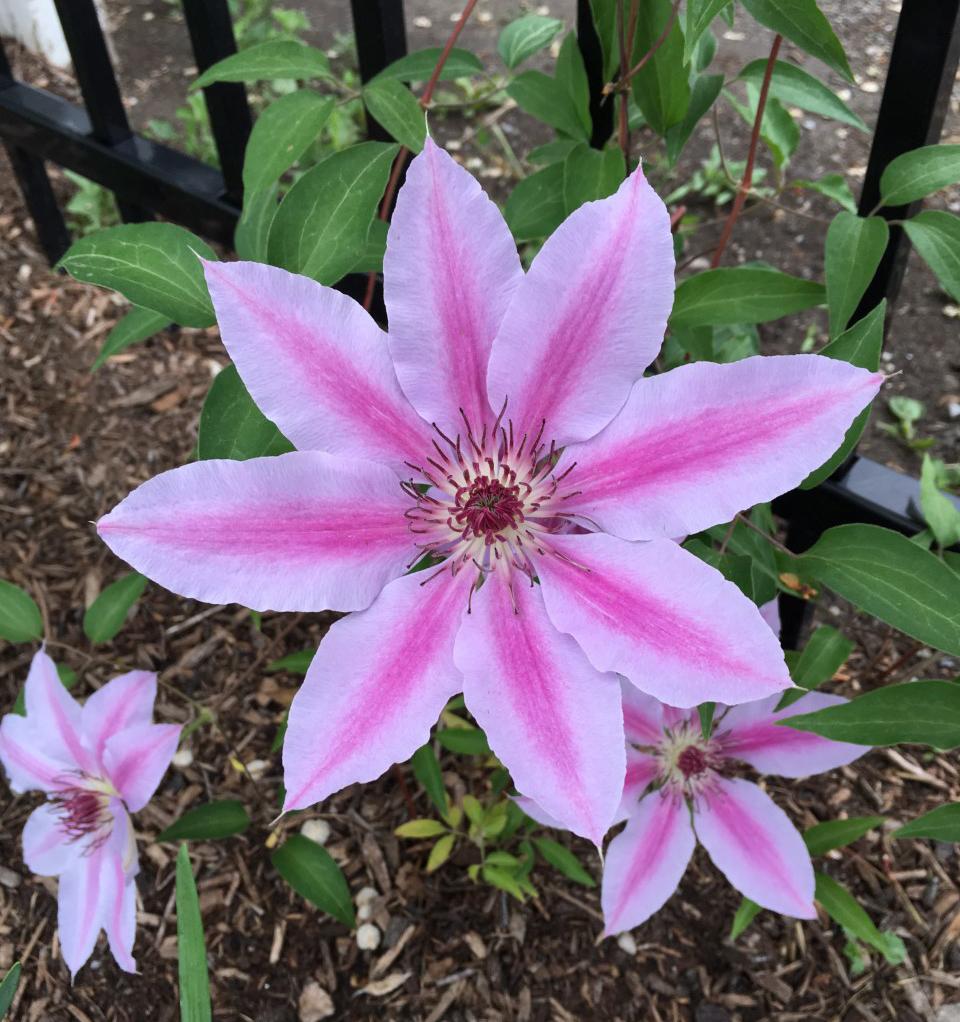Photo of Clematis 'Nelly Moser' uploaded by MaryDurtschi