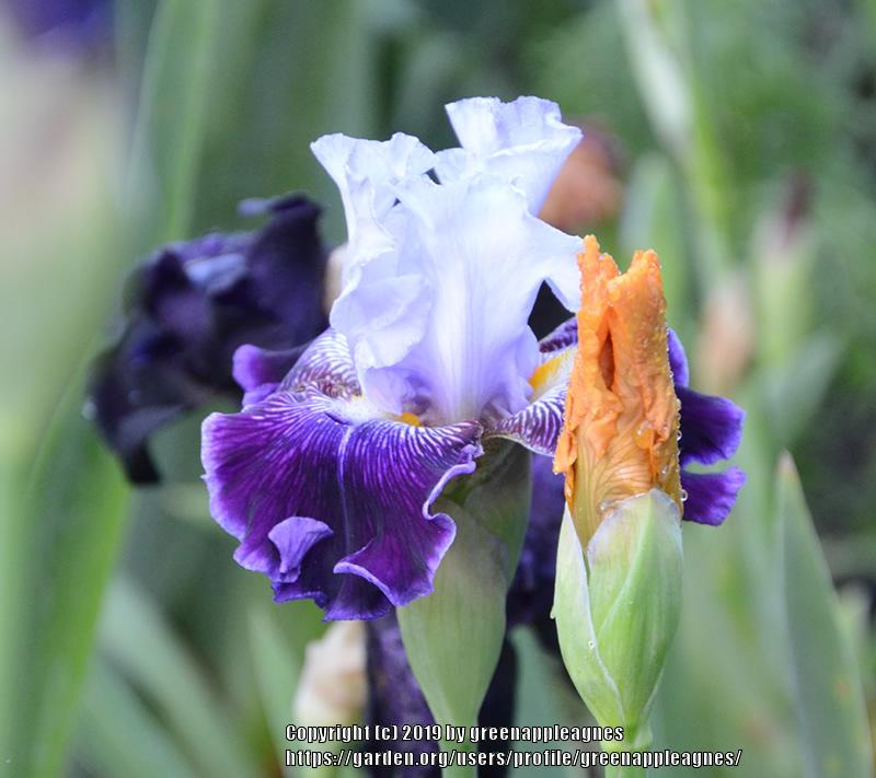 Photo of Tall Bearded Iris (Iris 'Unfinished Business') uploaded by greenappleagnes