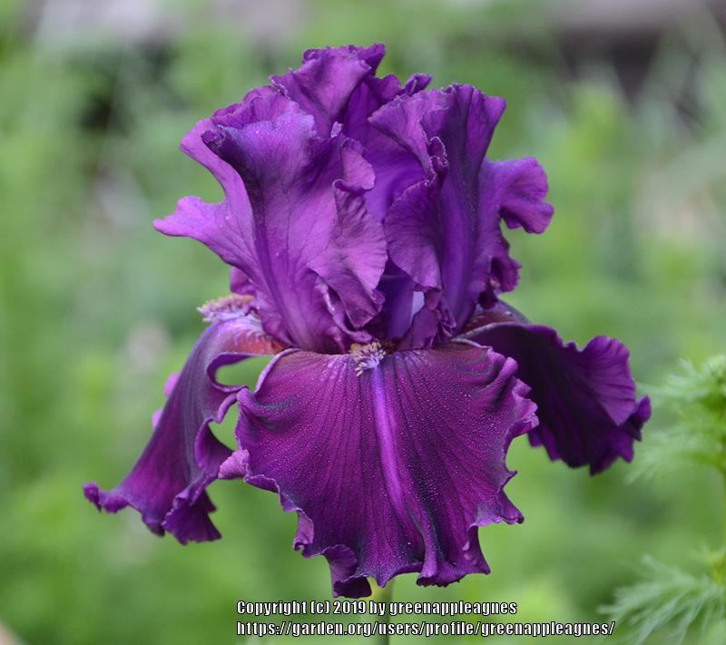 Photo of Tall Bearded Iris (Iris 'Dream Express') uploaded by greenappleagnes
