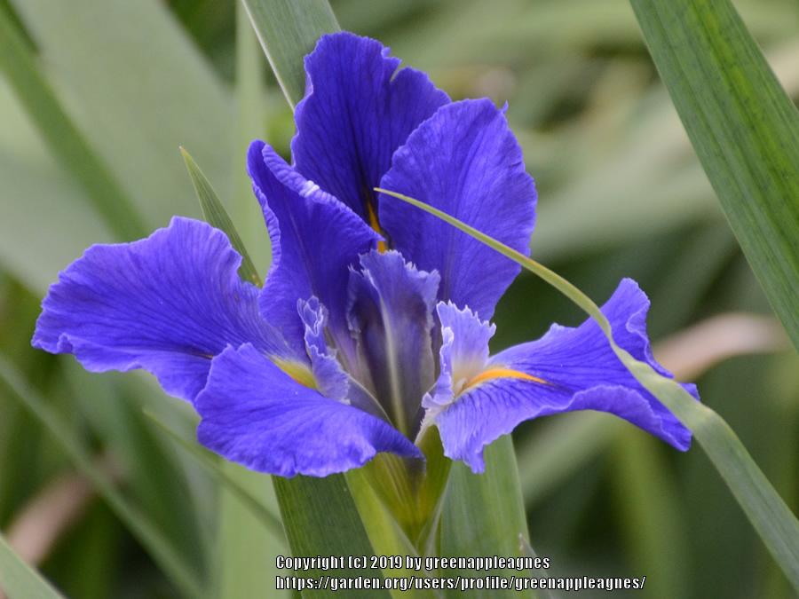 Photo of Louisiana Iris (Iris 'Sinfonietta') uploaded by greenappleagnes