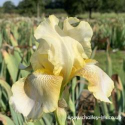 Location: Sussex, UK
Date: late August 2019
Lovely understated iris - this is a late August bloom - very very