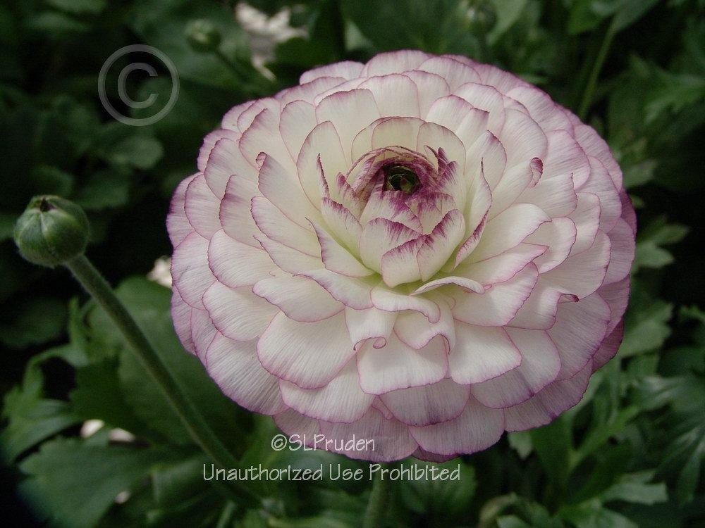 Photo of Persian Buttercup (Ranunculus asiaticus) uploaded by DaylilySLP