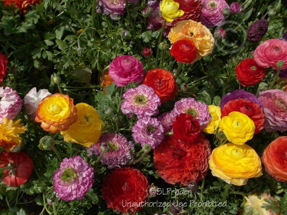 Photo of Persian Buttercup (Ranunculus asiaticus) uploaded by DaylilySLP