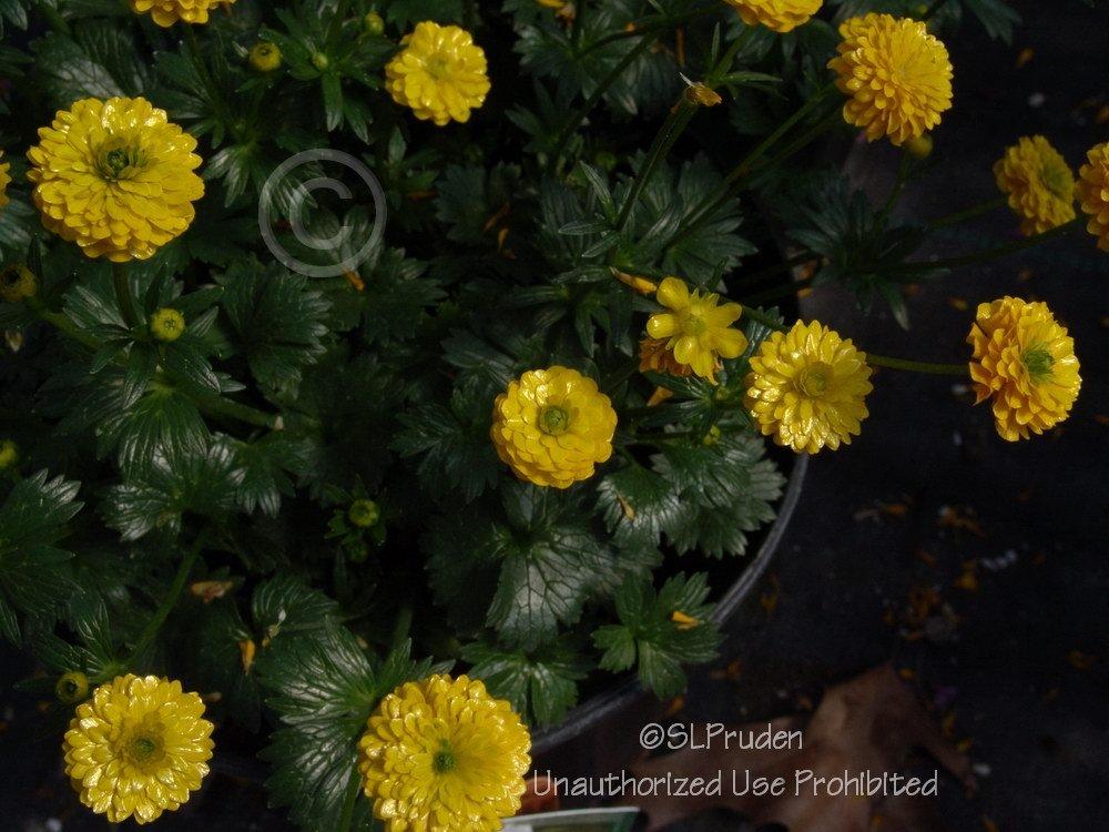 Photo of Tall Buttercup (Ranunculus acris 'Flore Pleno') uploaded by DaylilySLP
