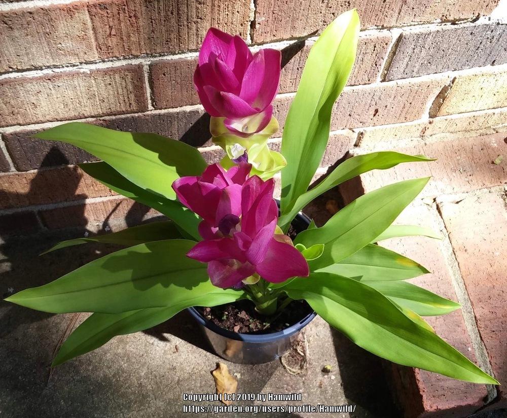 Photo of Siam Tulip (Curcuma alismatifolia) uploaded by Hamwild