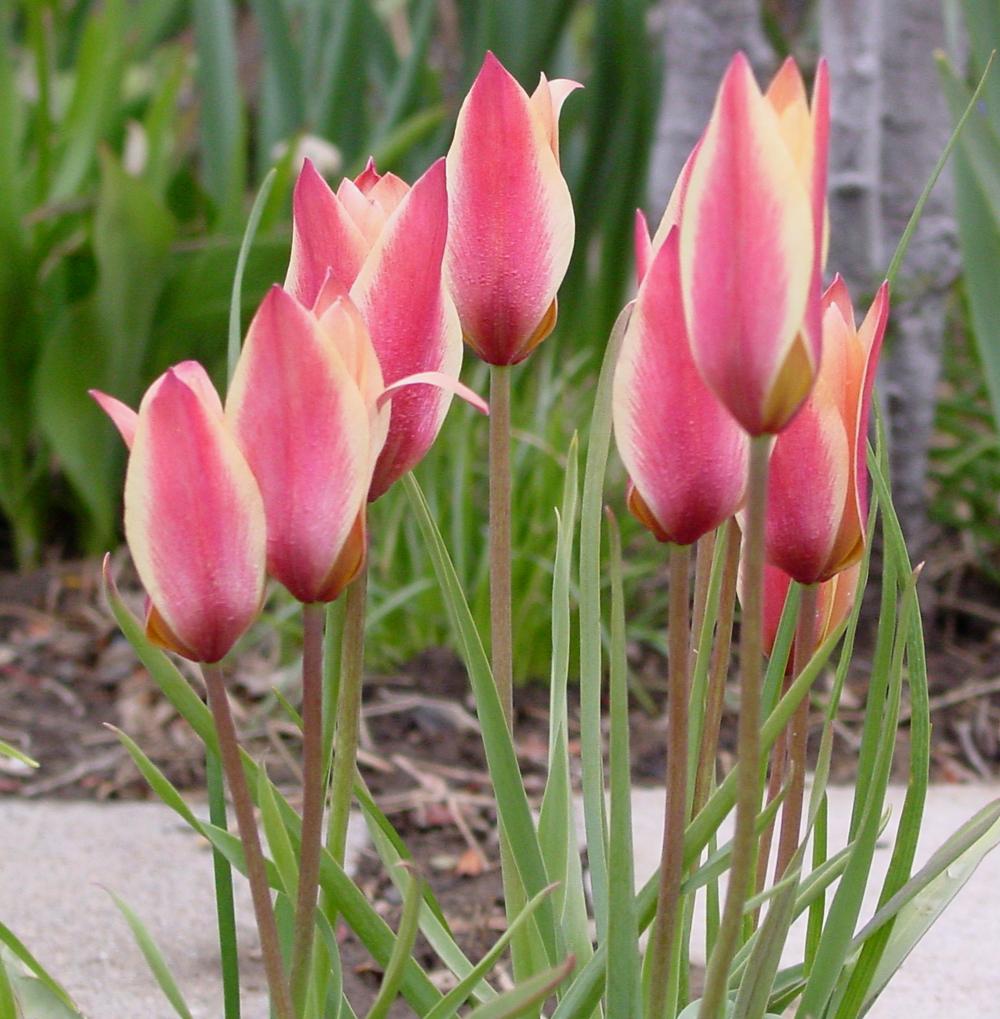 Photo of Lady Tulip (Tulipa clusiana 'Tinka') uploaded by MaryDurtschi