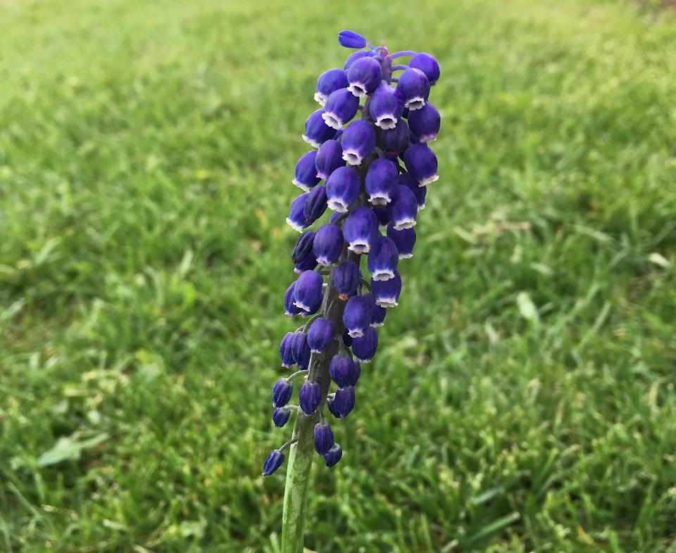 Photo of Grape Hyacinths (Muscari) uploaded by MaryDurtschi