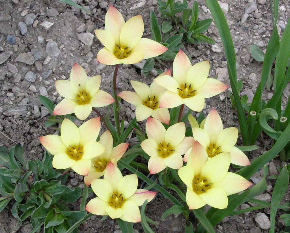 Photo of Lady Tulip (Tulipa clusiana 'Tinka') uploaded by MaryDurtschi