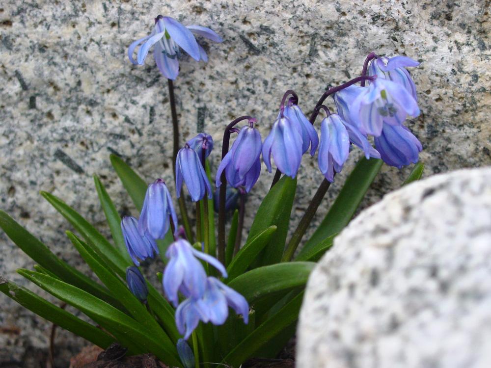 Photo of Siberian Squill (Scilla siberica) uploaded by MaryDurtschi