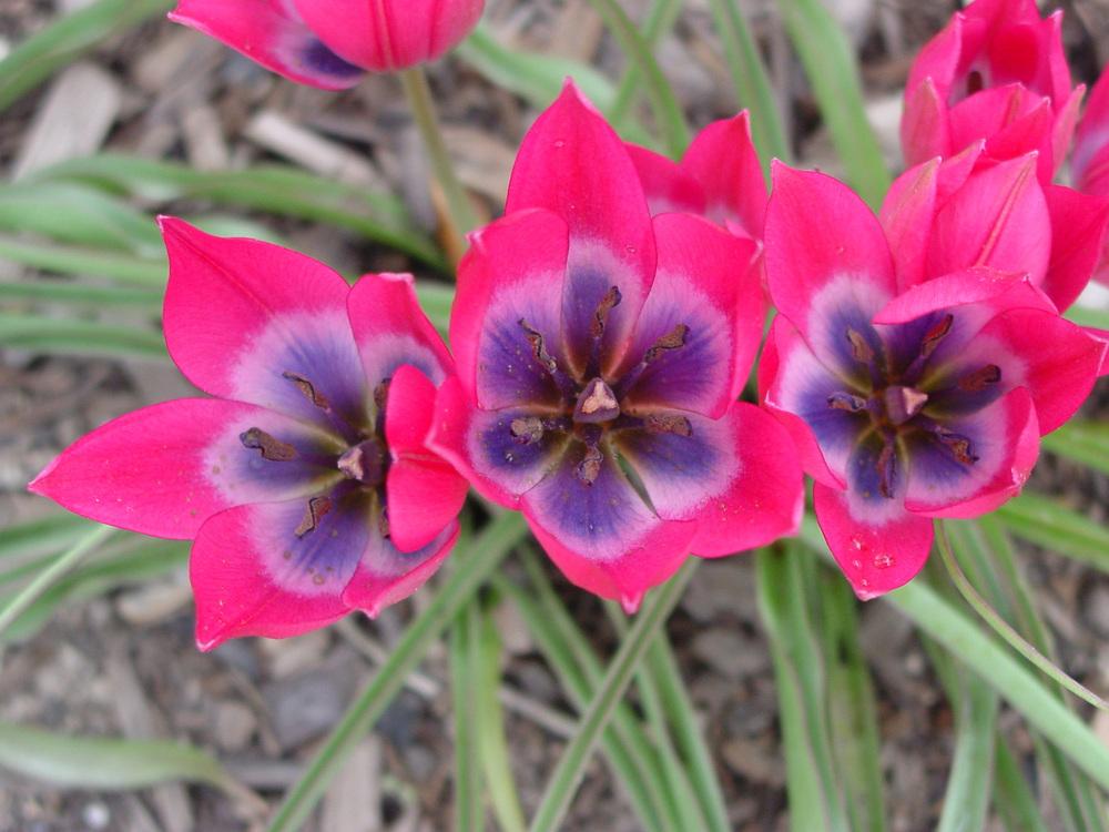 Photo of Species Hybrid Tulip (Tulipa 'Little Beauty') uploaded by MaryDurtschi