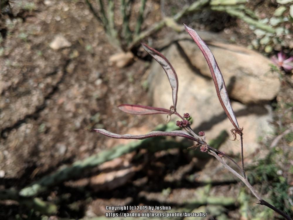 Photo of Pink Fairy Duster (Calliandra eriophylla) uploaded by Australis