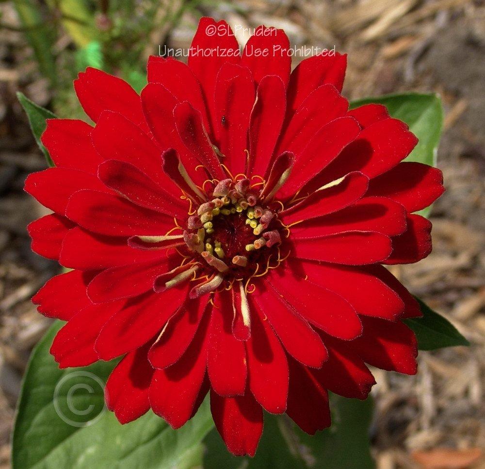 Photo of Dahlia Flowered  Zinnia (Zinnia 'State Fair Mix') uploaded by DaylilySLP